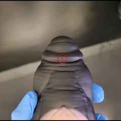 Rexxx - Medium - Special Coloration - Soft Firmness (Discounted)